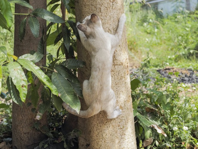 木に登り止まる猫