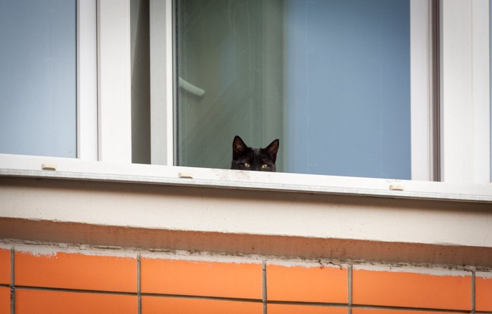 窓からのぞく猫