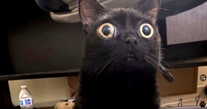 目の大きな黒猫