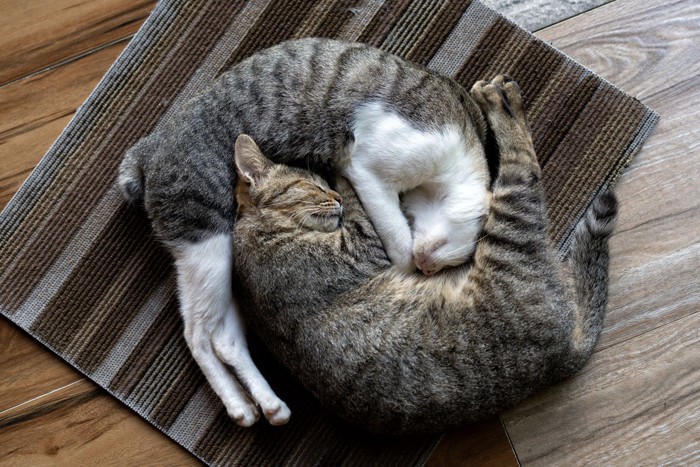 丸くなって眠る二匹の猫