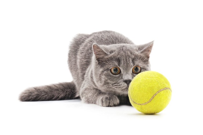 猫とテニスボール