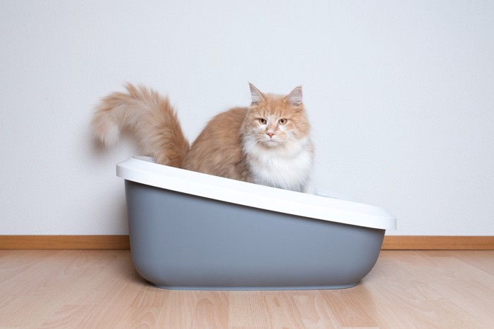 猫トイレに入る茶白猫