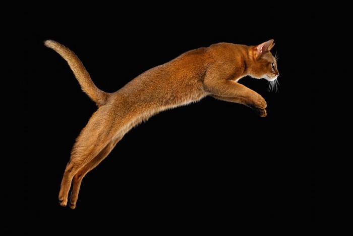 綺麗にジャンプする猫