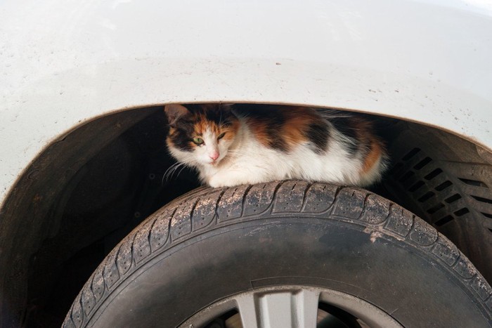 タイヤの上の猫