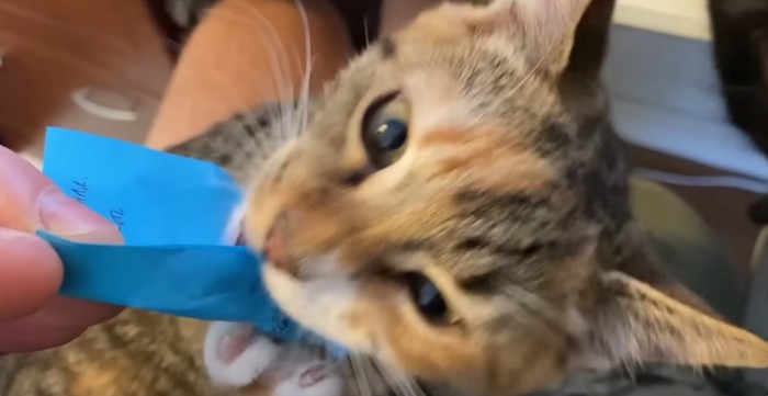青い紙を噛んでいる猫