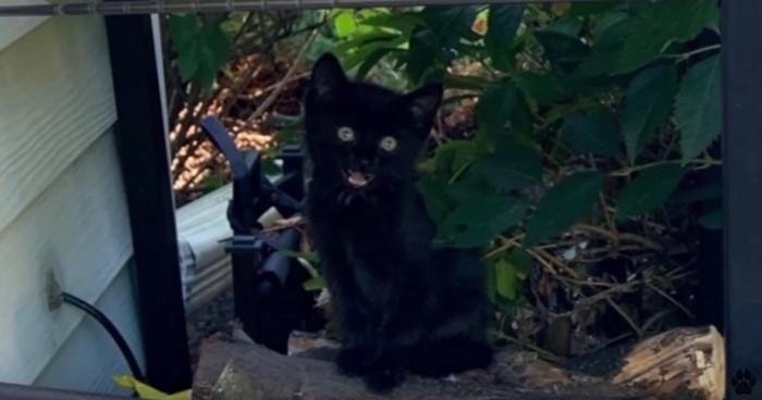 庭に座る黒猫