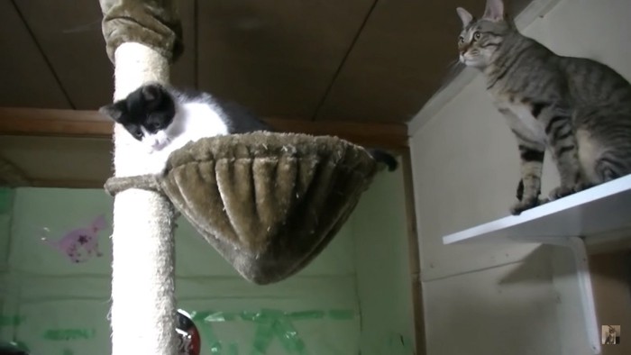 キャットタワーで遊ぶ子猫