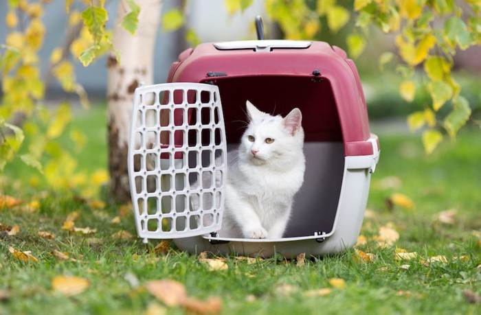 草むらに置かれた扉の開いたキャリーバッグの中にいる猫