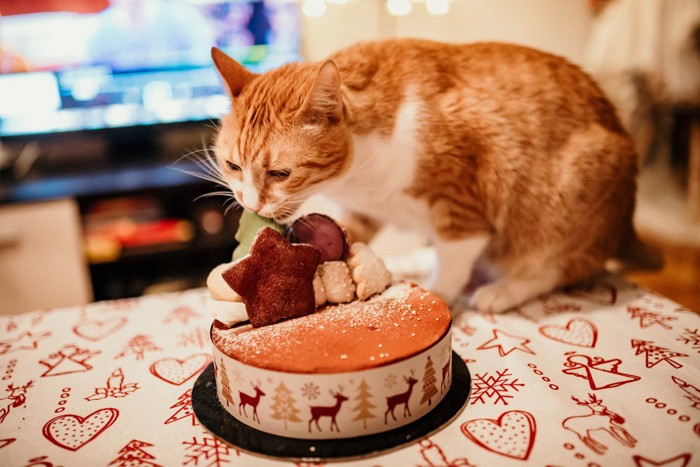 ケーキに興味を持つ猫