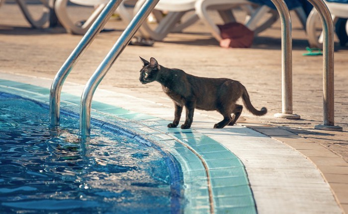 プールサイドの猫