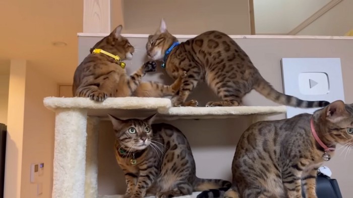 キャットタワーにいる4匹の猫