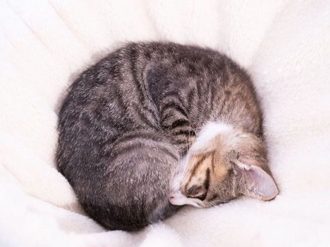丸くなって寝るキジトラの子猫