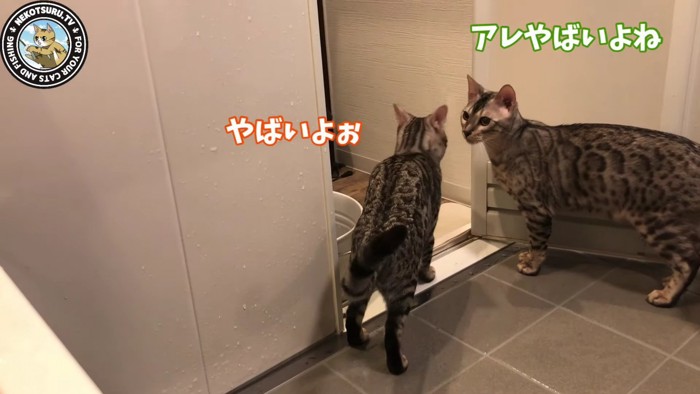 風呂場で向き合う猫2匹