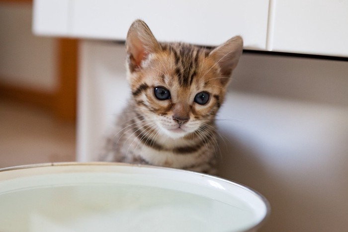 水が入った容器の前の子猫