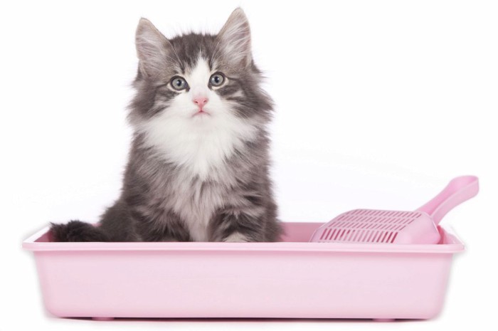 猫とピンクのトイレ