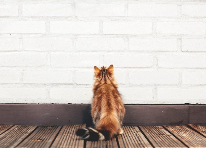 壁を見つめる猫