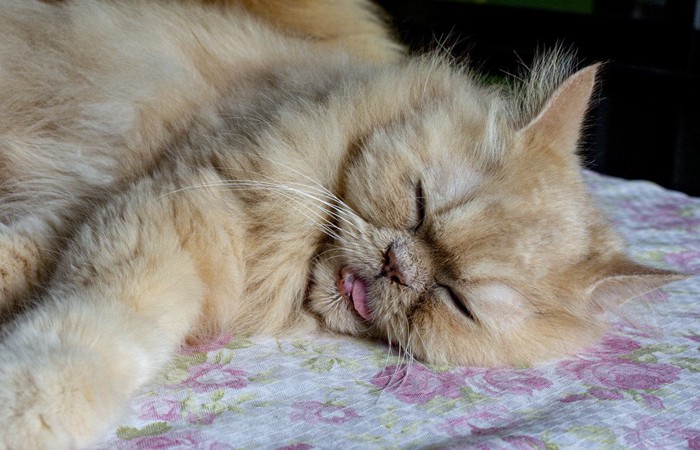 舌を出して眠る猫