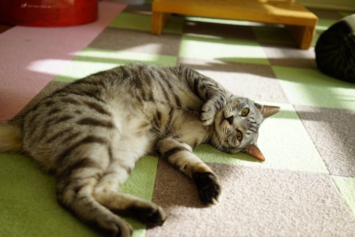 床でゴロンと寝転ぶ猫