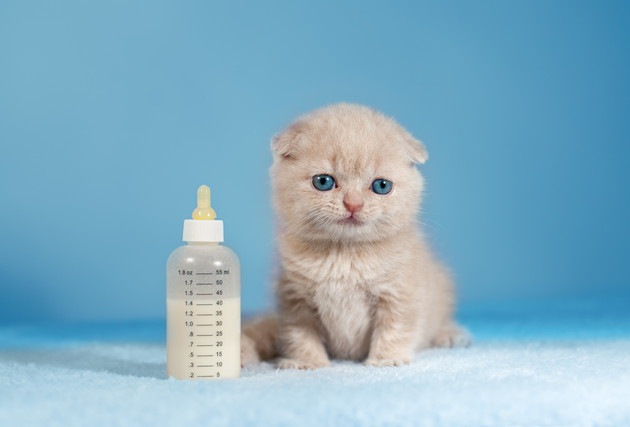 赤ちゃん猫と哺乳瓶