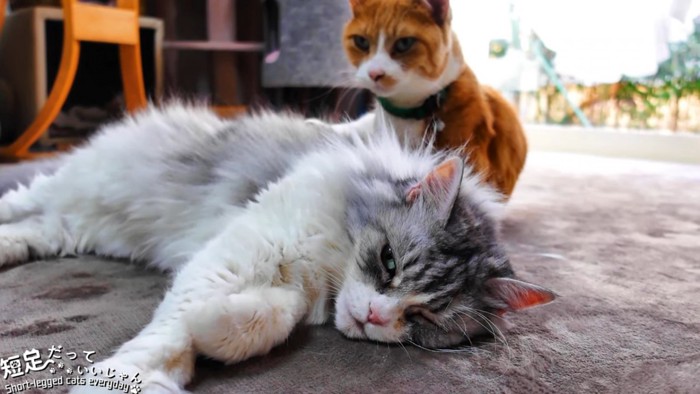 おすわりをする猫と横になる猫
