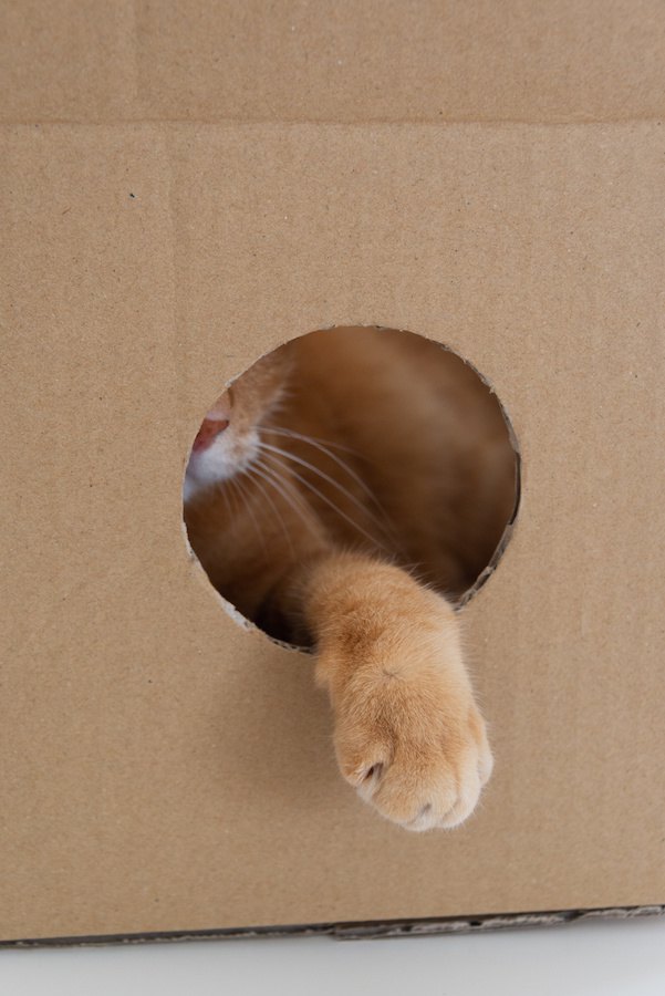 ダンボールに空けられた穴から手を出す猫