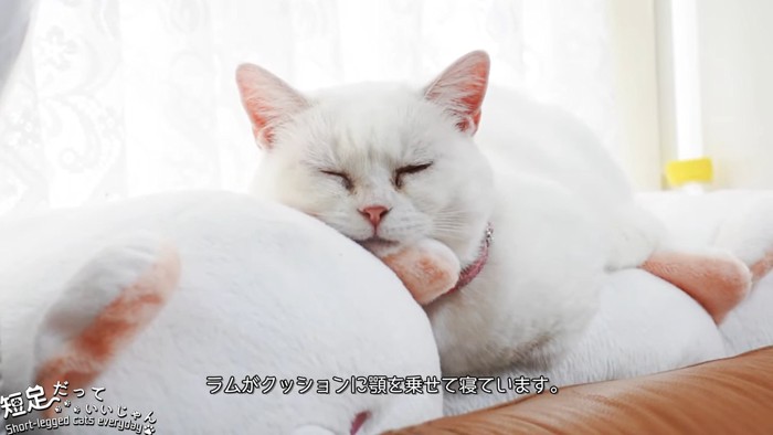 寝ている白猫