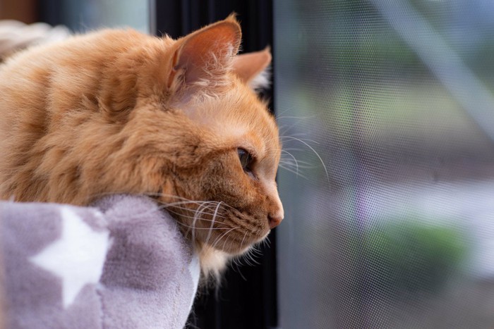 窓の外を見る長毛の茶色い猫