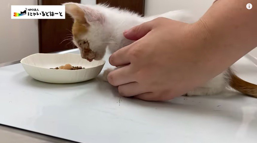 食べる子猫