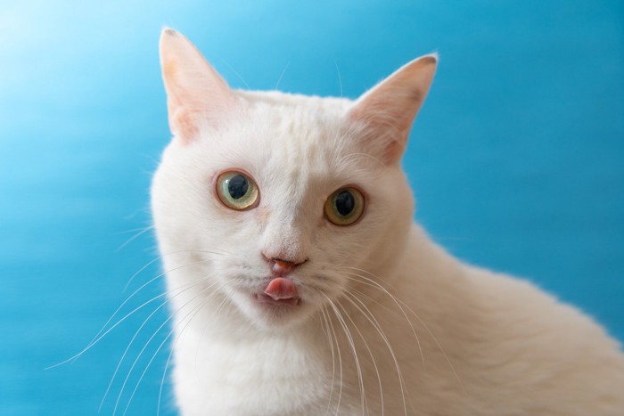 舌をぺろっとする白猫