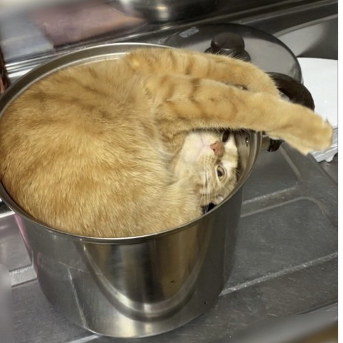 鍋に入る猫