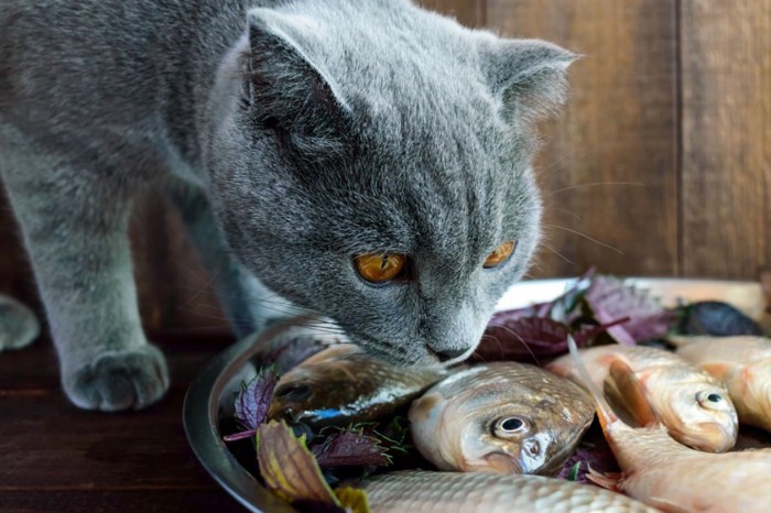 猫と魚