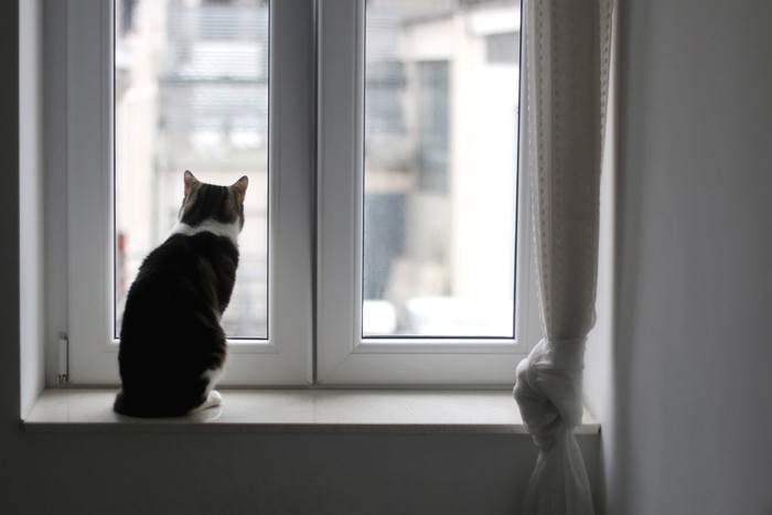 窓の外をながめる猫