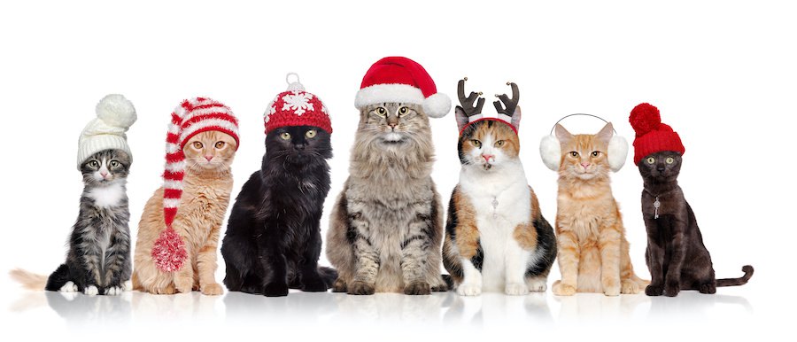 様々な種類の帽子を被った猫たち