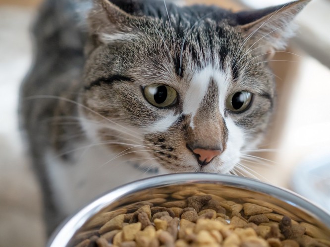 食器を見つめる猫