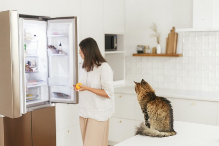 冷蔵庫をのぞく飼い主と猫