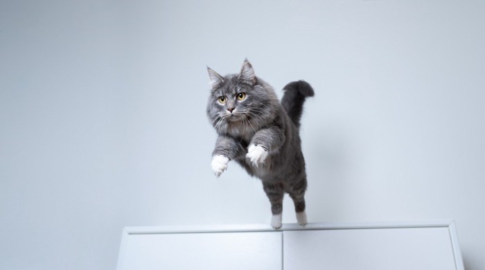 食器棚から飛び降りる猫