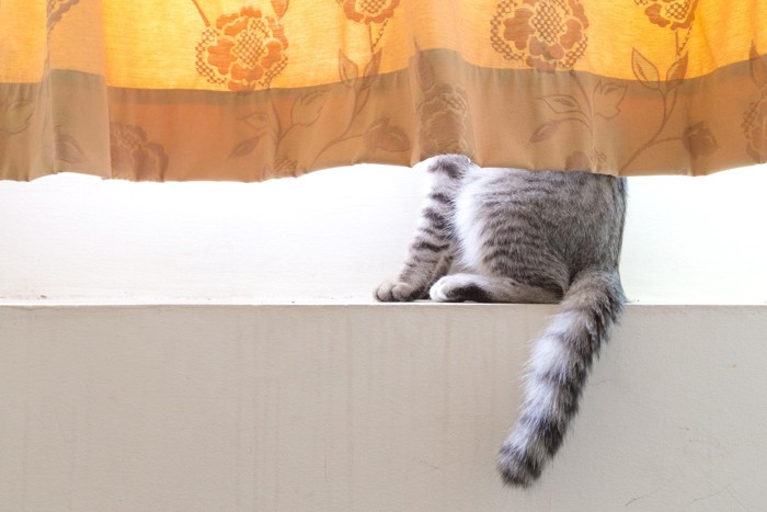 カーテンの陰に隠れている猫