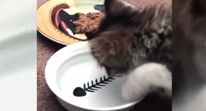 水入れに顔を入れる猫