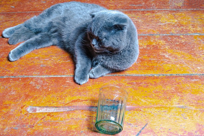 グレーの猫と倒れたグラス