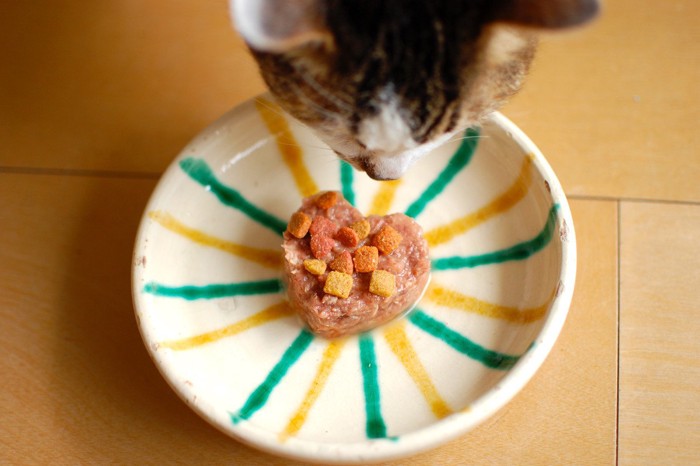 ウェットフードを食べようとしている猫
