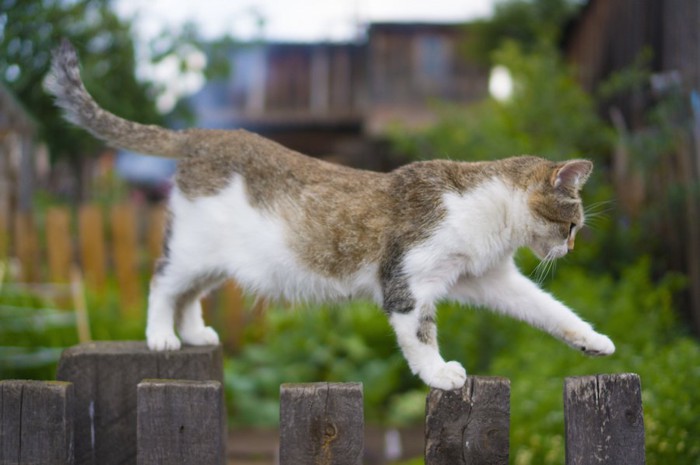 木のフェンスの上を歩く猫