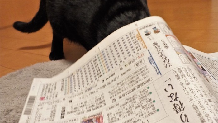 新聞の下に入る猫