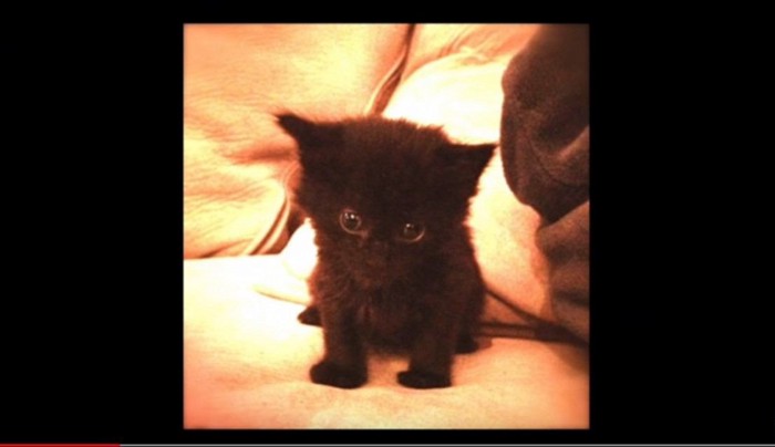 黒い子猫