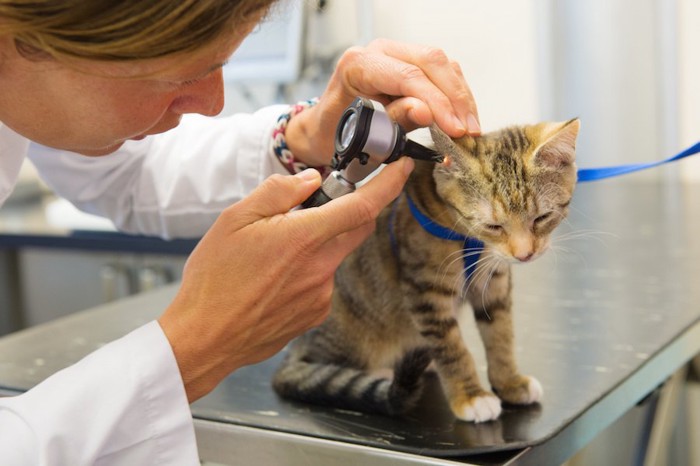 獣医師に耳の中を耳鏡を使ってみられている猫