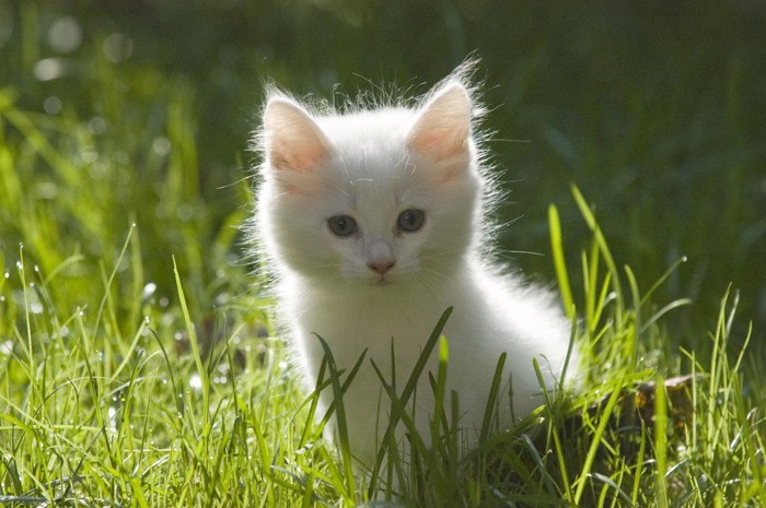 白いノルウェージャンをレストキャットの子猫