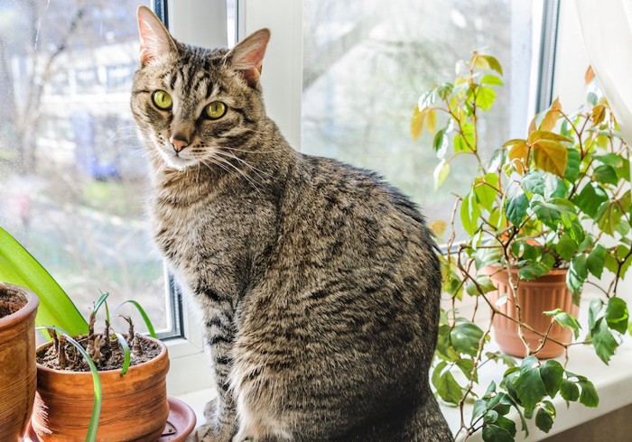 窓辺に座る猫と観葉植物