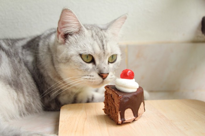 目の前のチョコレートケーキを見ている猫