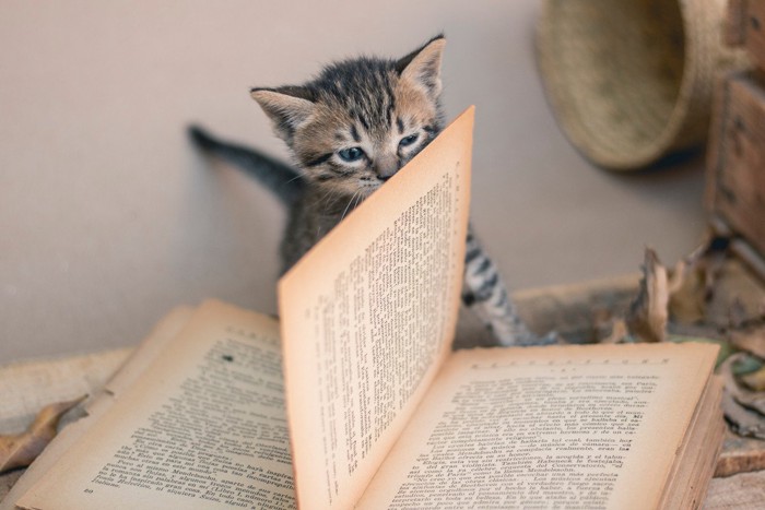 子猫と本