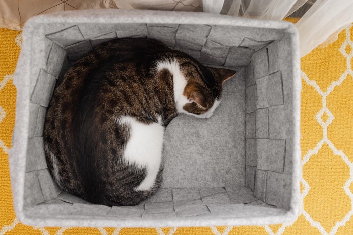 フェルト素材のかごの中でうずくまって眠る猫