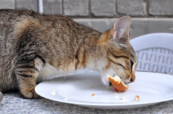 パンを食べている猫